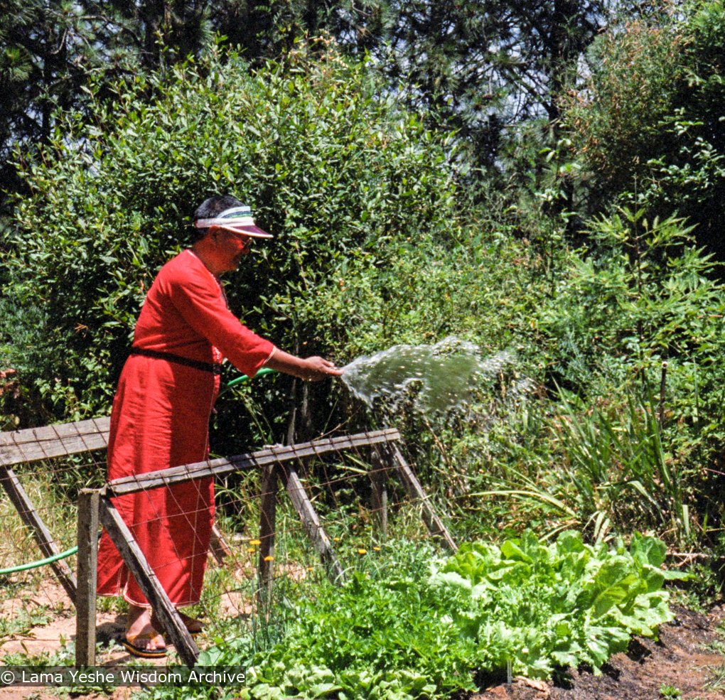 (05915_ng-3.jpg) Lama Yeshe in the garden, Aptos, California, 1983. Åge  Delbanco (photographer)