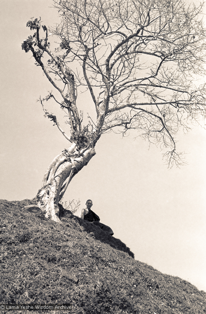 (15148_ng.psd) Ann McNeil (Anila Ann) under a tree on "astrologer's hill", Kopan Monastery, Nepal, 1972. Anila Ann was an early student of the Lamas and one of the first western women to ordain as a nun.