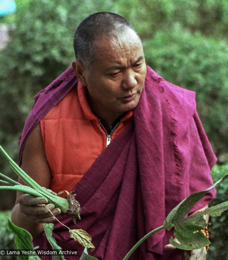 Lama Yeshe in the gardens at Kopan Monastery, 1981. Photo by Jan-Paul Kool. "The red down vest he wore in Dharamsala was untraditional in that it was a modern Western garment stuffed with feathers, but traditional in that it did not have sleeves. He also wore a fringed zen, when the rule is that it should have cleanly hemmed edges. Lama’s zen was also a funny fuchsia color and bore obvious signs of age, yet he wore it everywhere."