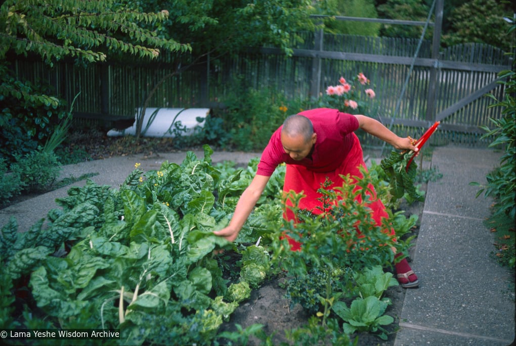 (39486_sl-3.tif) Lama Yeshe gardening in Berkeley, CA, 1980. Jon Landaw (photographer)