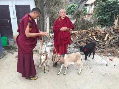 From the FPMT image collection Lama Zopa Rinpoche blesses rescued goats, Maratika, Nepal, February 2016. Photo: Roger Kunsang.