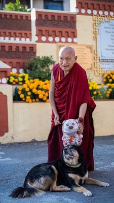 Lama Zopa Rinpoche with Jolie the dog and plushie toy, Kopan Monastery, Nepal, November 2020. Photo: Lobsang Sherab.