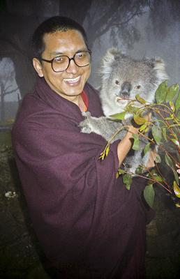 Lama Zopa Rinpoche with koala in Adelaide, Australia, 1983. Photo: Wendy Finster.