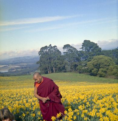 Click to view in our Image Gallery Lama Yeshe visiting a daffodil farm near Melbourne, Australia, 1976.