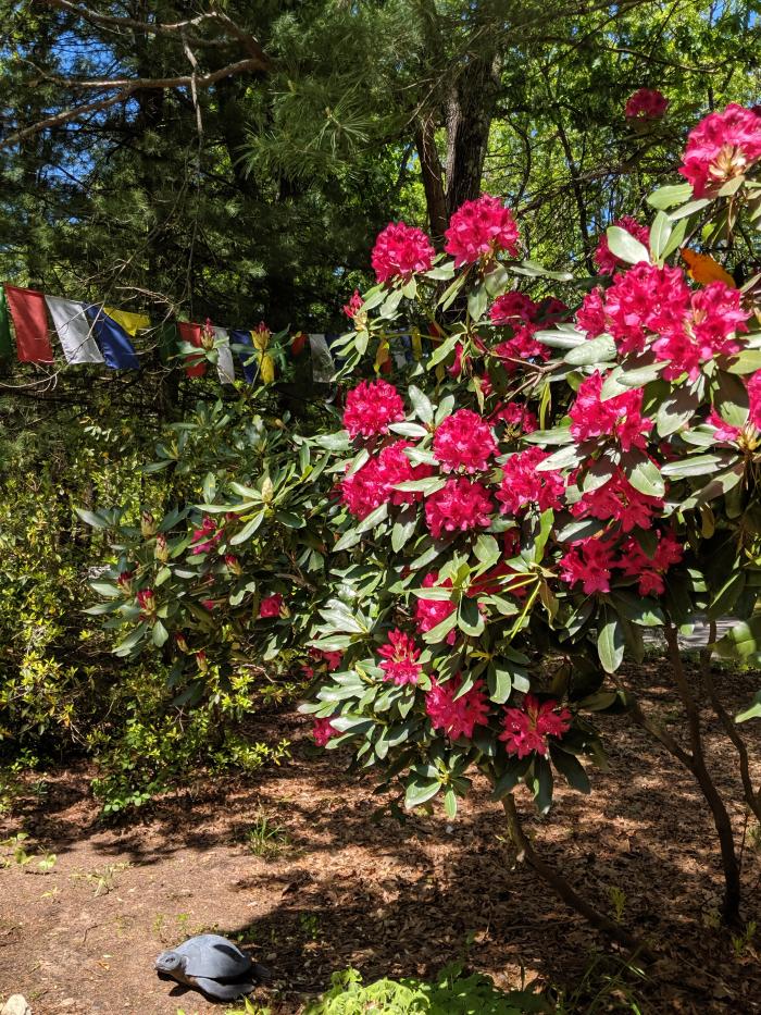 Spring in Lincoln 2019 Spring in Lincoln, MA, 2019
