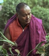 Lama Yeshe in the gardens at Kopan Monastery, 1981. Photo by Jan-Paul Kool. "The red down vest he wore in Dharamsala was untraditional in that it was a modern Western garment stuffed with feathers, but traditional in that it did not have sleeves. He also wore a fringed zen, when the rule is that it should have cleanly hemmed edges. Lama’s zen was also a funny fuchsia color and bore obvious signs of age, yet he wore it everywhere."