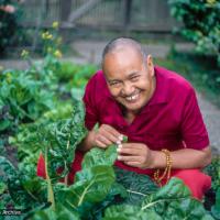 (01836_ud-3.jpg) Lama Yeshe gardening in Berkeley, CA, 1980. Jon Landaw (photographer)