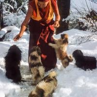 (09817_sl-3.JPG) Lama Yeshe in the snow with his dogs, Tushita Retreat Centre, Dharamsala, India, 1982.