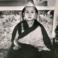 (13245_pr3.psd) Enthronement of Yangsi Rinpoche, 1975. Kelsang Puntsog Rinpoche, the son of Lama Yeshe's old friend Jampa Trinley, was later recognized to be the reincarnation of Geshe Ngawang Gendun, one of Lama's teachers. In January 1975 he was enthroned at Kopan Monastery, Nepal, after which he became known to all as Yangsi Rinpoche. Elizabeth Drukier donated the photo.