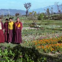 (22411_ng-3.psd) Shopping at the flower farm near McLeod Ganj with Charok Lama, Lama Yeshe, Thubten Jamyang and Tenpa Choden, Dharamsala, 1982.