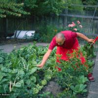 (39486_sl-3.tif) Lama Yeshe gardening in Berkeley, CA, 1980. Jon Landaw (photographer)