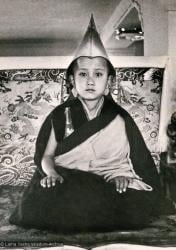 (13245_pr3.psd) Enthronement of Yangsi Rinpoche, 1975. Kelsang Puntsog Rinpoche, the son of Lama Yeshe's old friend Jampa Trinley, was later recognized to be the reincarnation of Geshe Ngawang Gendun, one of Lama's teachers. In January 1975 he was enthroned at Kopan Monastery, Nepal, after which he became known to all as Yangsi Rinpoche. Elizabeth Drukier donated the photo.